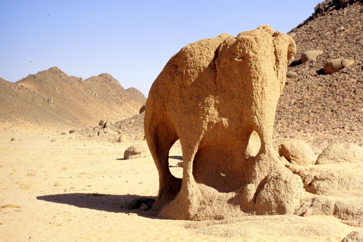 File:Elephnat Illizi Algeria.jpg